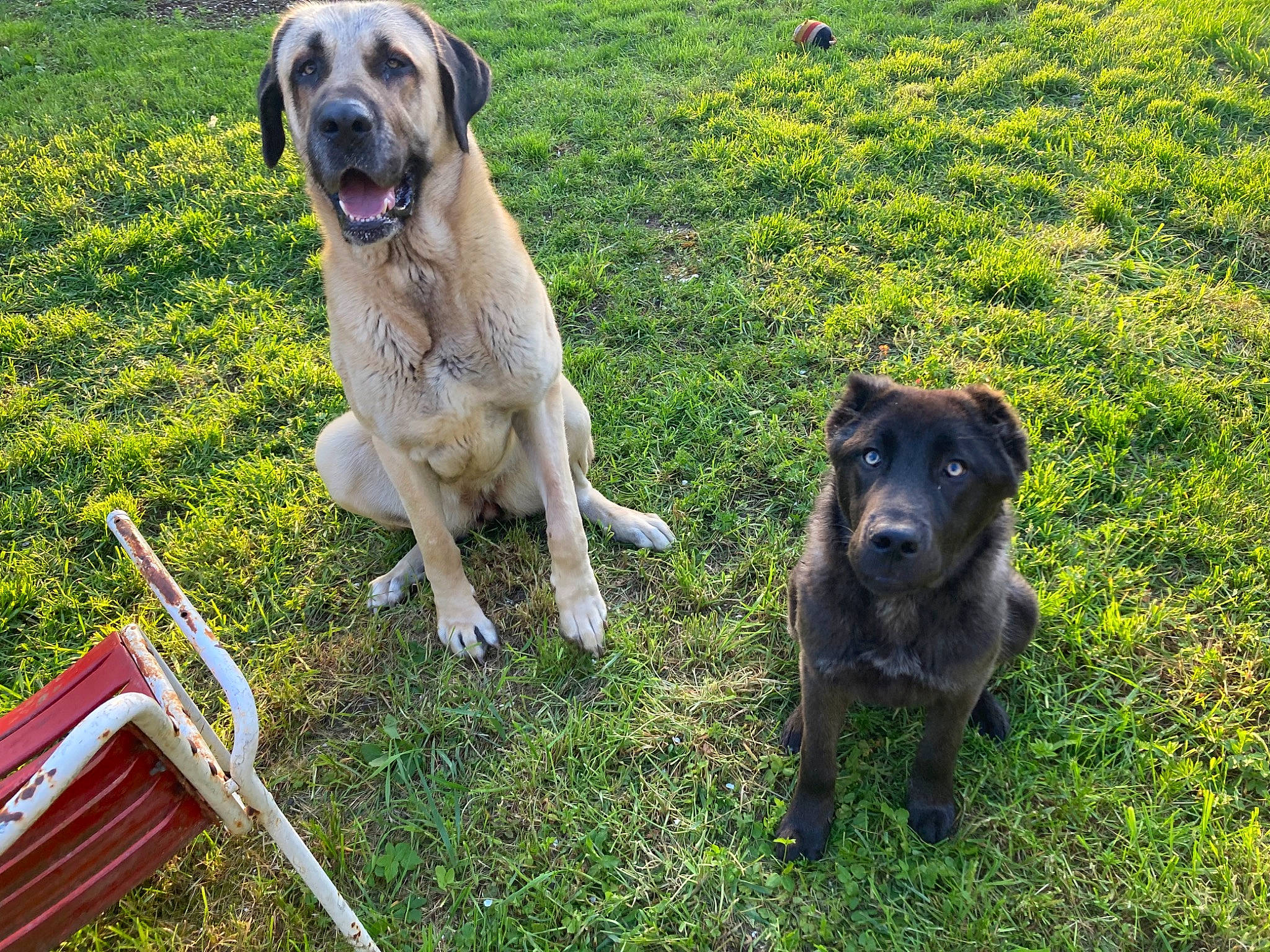 Raguale participe au concours pour gagner de l'argent avec cette photo : canidae, carnivore, collar, companion_dog, dog, dog_breed, dog_collar, fawn, garden_hose, grass, grassland, gun_dog, lawn, mammal, plant, snout, sporting_group, tail, vertebrate, working_animal