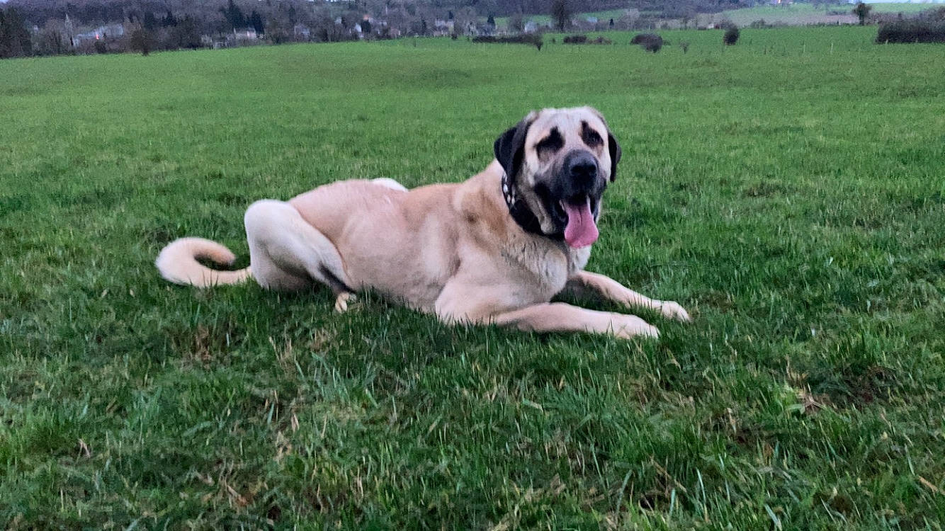 Raguale participe au concours pour gagner de l'argent avec cette photo : canidae, carnivore, companion_dog, dog, dog_breed, english_mastiff, fawn, grass, grassland, guard_dog, non_sporting_group, plant, sporting_group, tail, tree, working_animal, working_dog, wrinkle