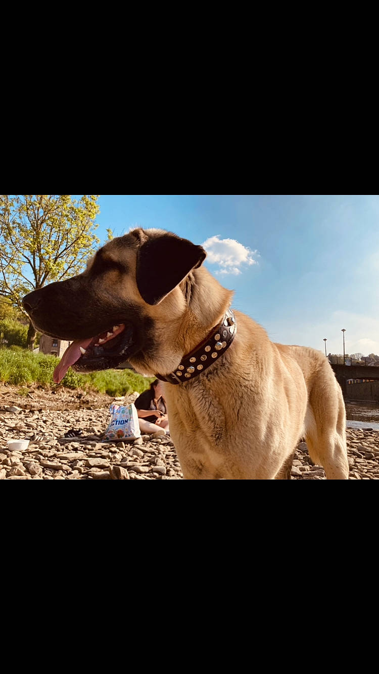 Raguale a rejoint le concours — aidez-le/la à gagner de superbes lots ! canidae, carnivore, cloud, collar, companion_dog, dog, dog_breed, dog_collar, fawn, grass, gun_dog, landscape, liver, pet_supply, plant, sky, snout, sporting_group, whiskers, working_animal