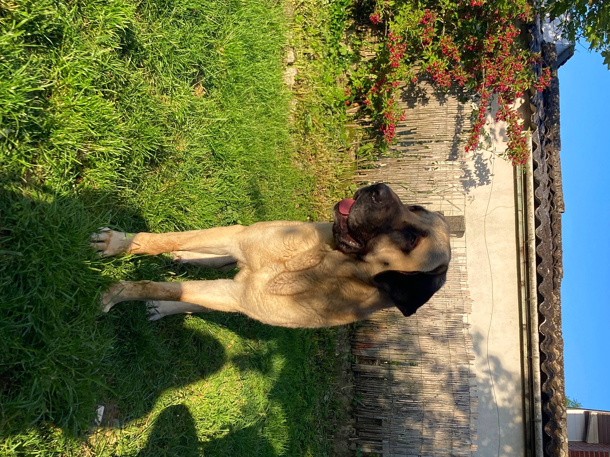 Raguale a rejoint le concours — aidez-le/la à gagner de superbes lots ! barechested, building, canidae, carnivore, companion_dog, dog, dog_breed, fawn, felidae, flower, grass, plant, shrub, sky, snout, sporting_group, tail, tree, water, wildlife