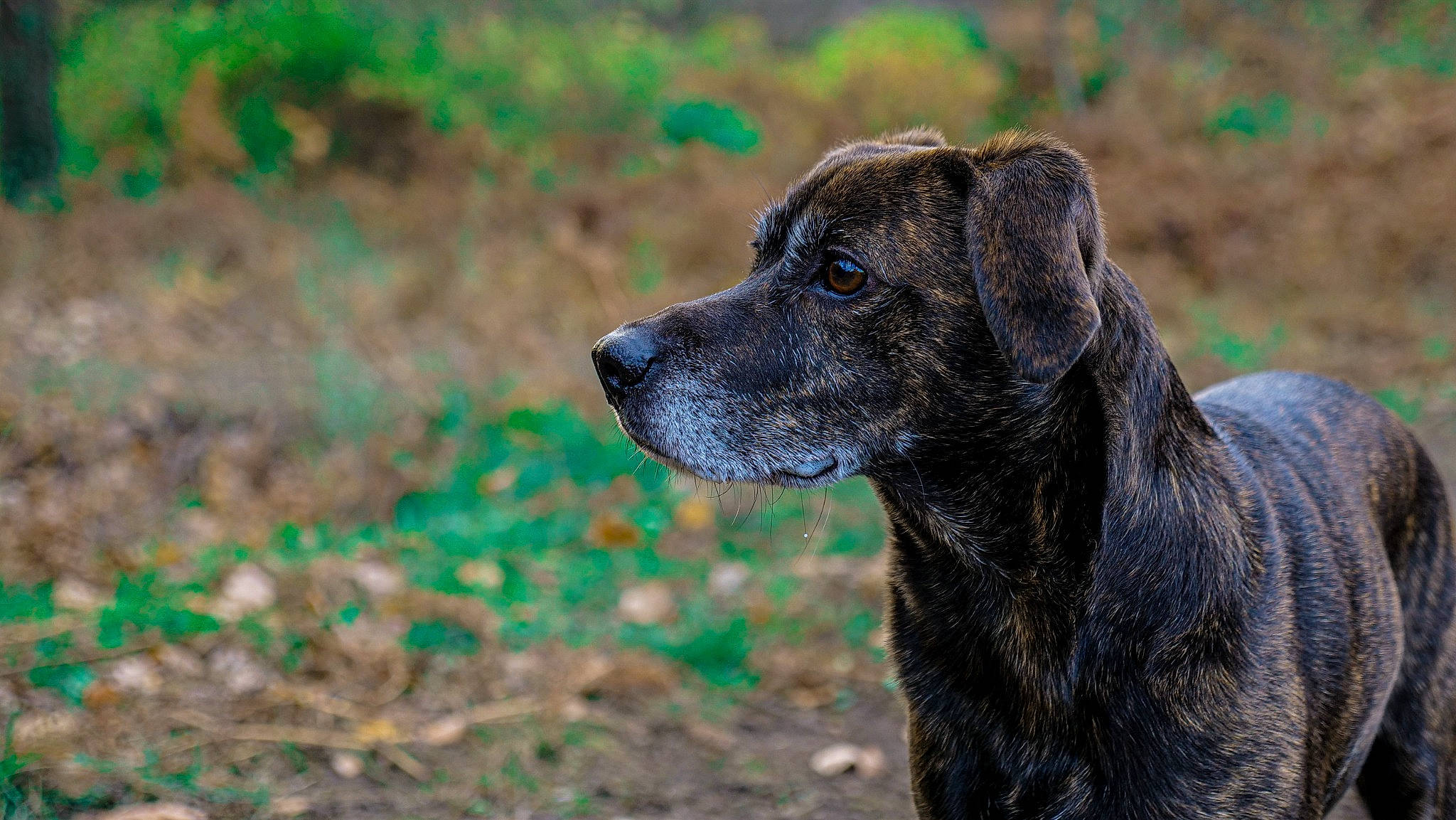 Daisy a rejoint le concours — aidez-le/la à gagner de superbes lots ! borador, carnivore, companion_dog, dog, dog_breed, grass, groundcover, hunting_dog, plant, snout, soil, sporting_group, terrestrial_animal, whiskers, working_animal, working_dog
