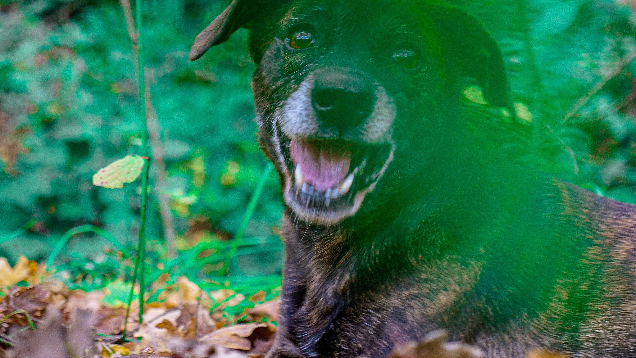Daisy participe au concours pour gagner de l'argent avec cette photo : bear, canidae, carnivore, companion_dog, dog, dog_breed, fang, fur, grass, green, groundcover, jaw, plant, snout, sporting_group, terrestrial_animal, terrestrial_plant, whiskers, wildlife, working_animal