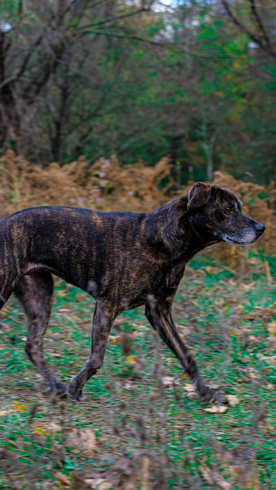 Daisy participe au concours pour gagner de l'argent avec cette photo : canidae, carnivore, dog, dog_breed, fawn, grass, gun_dog, hunting_dog, liver, plant, plott_hound, snout, sporting_group, tail, terrestrial_animal, tree, treeing_tennessee_brindle, wildlife, working_animal, working_dog