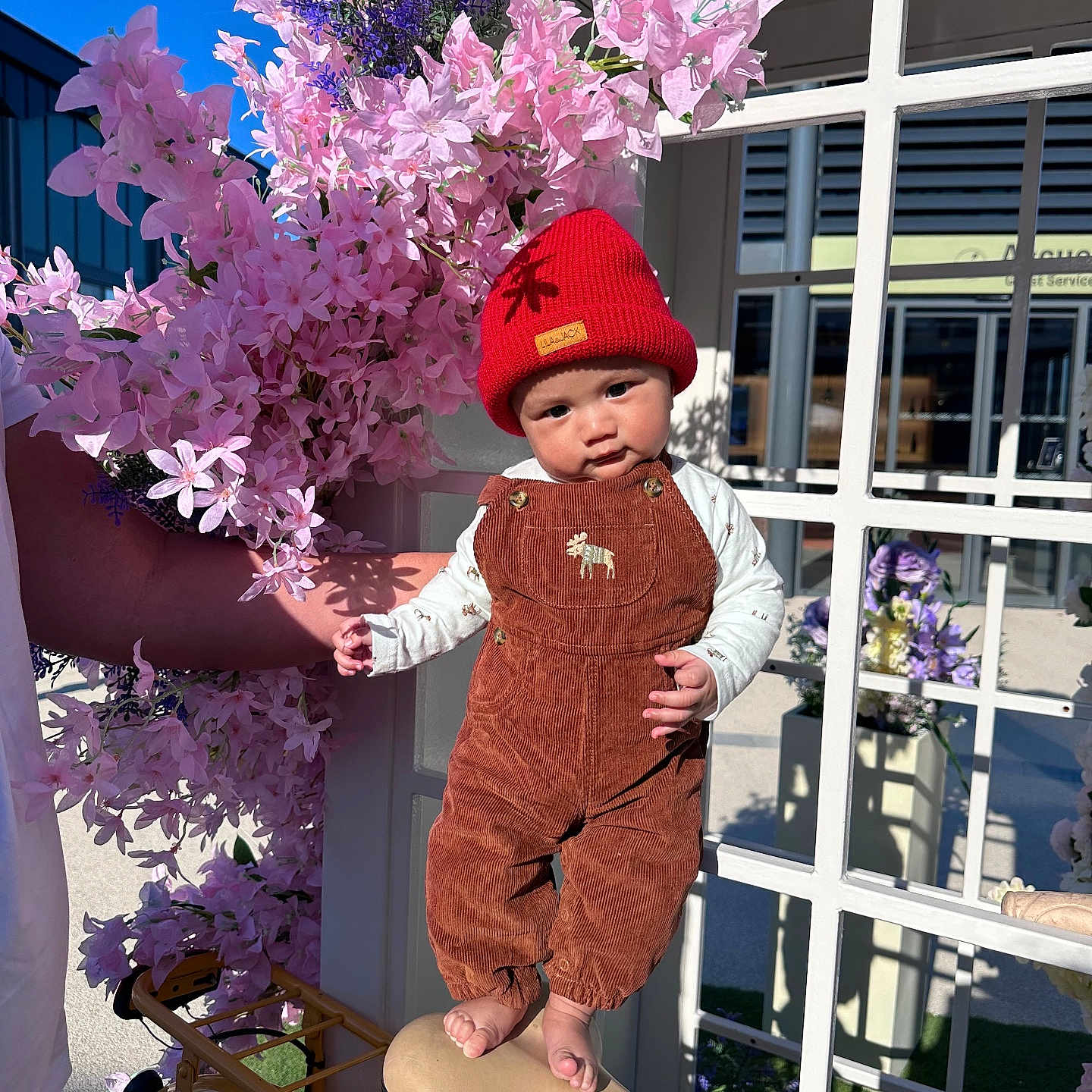 Teahinuiarii participe au concours pour gagner de l'argent avec cette photo : accessory, adult_arm, baby, bicycle, child, corduroy, cute, flower_arrangement, hand, infant, neutral_expression, outdoor, overalls, pink_flowers, portrait, purple_flowers, red_hat, saddle, sunlight, window_frame