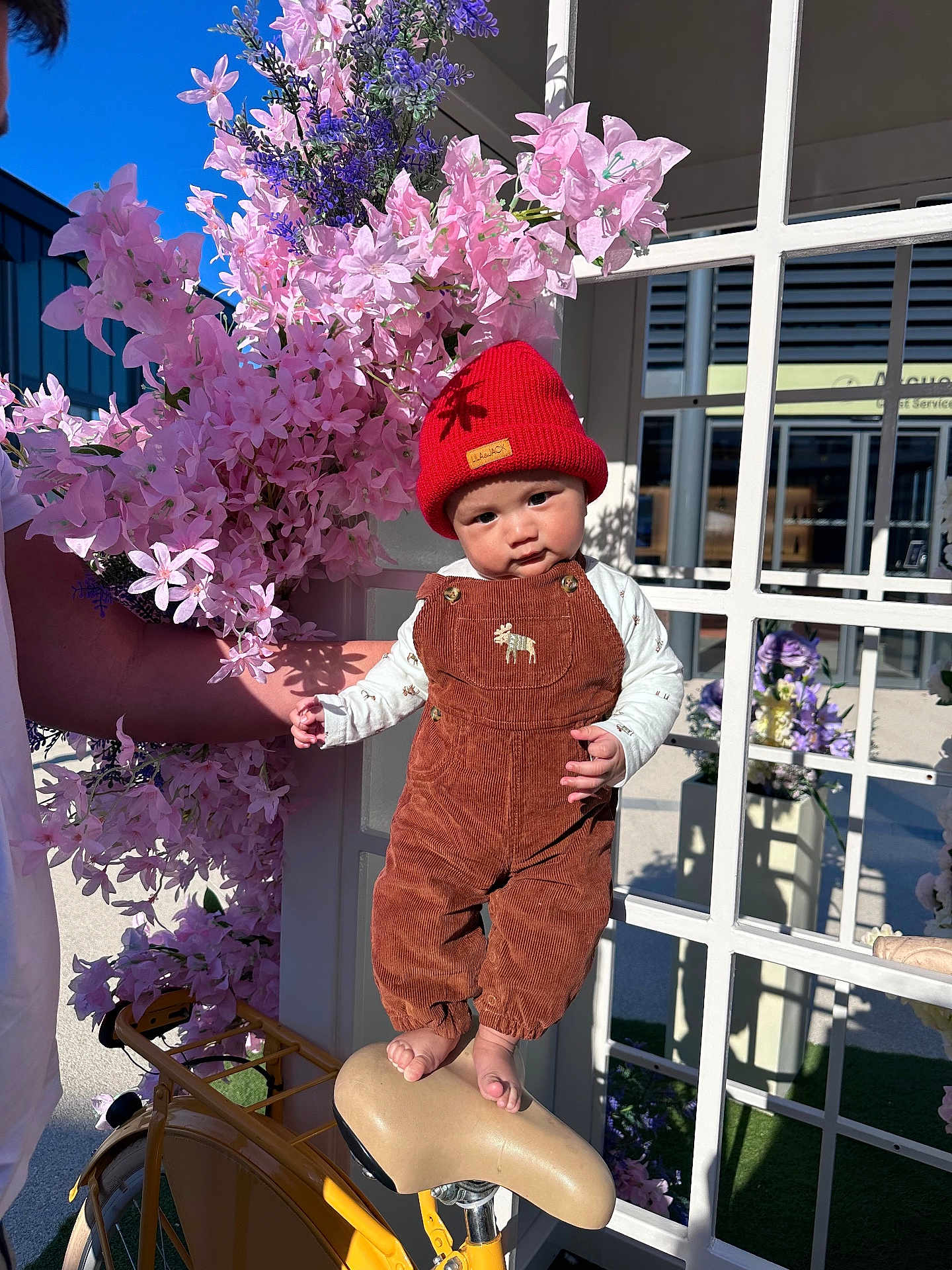 Teahinuiarii participe au concours pour gagner de l'argent avec cette photo : baby, infant, child, red_hat, overalls, corduroy, bicycle, saddle, pink_flowers, purple_flowers, flower_arrangement, window_frame, adult_arm, hand, outdoor, sunlight, portrait, cute, neutral_expression, accessory