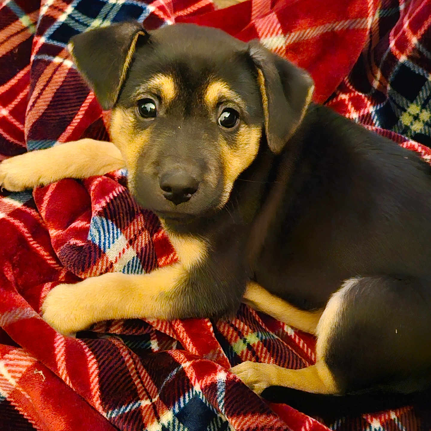 Lucy joined the competition — help win amazing prizes! animal, beagle, blanket, canine, dog, furniture, homedecor, hound, husky, labradorretriever, laundry, linen, pet, puppy, quilt, tartan, towel