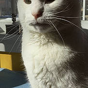 Paco joined the competition — help win amazing prizes! calm, cat, closeup, domestic_animal, feline, fur, household, indoor, lock_screen, notification, pet, phone_screen, portrait, resting, sunlight, time_display, weather_alert, whiskers, white_cat, window