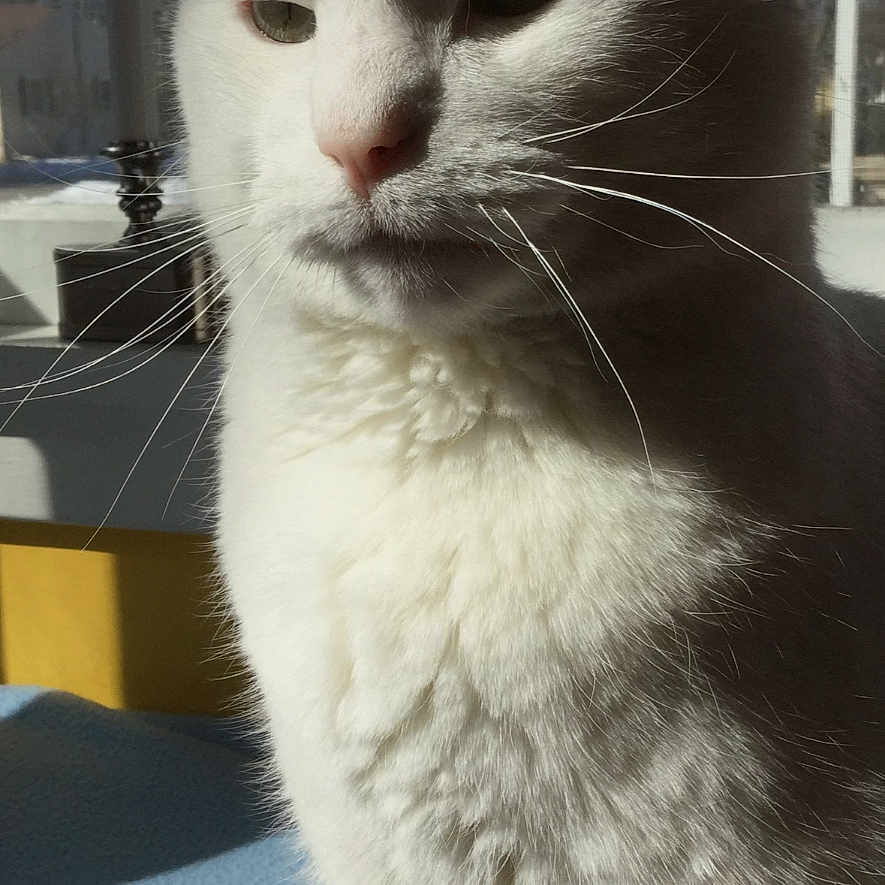Paco