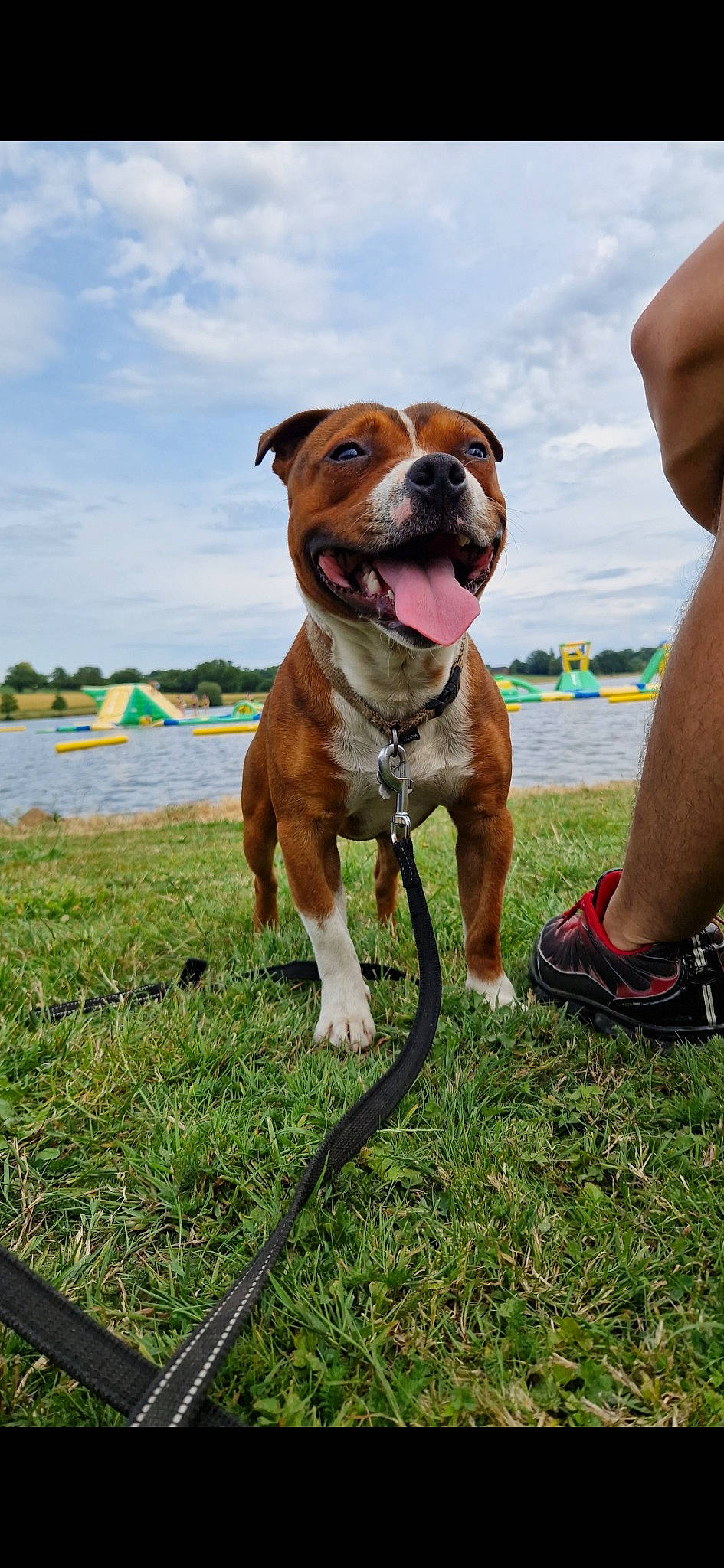 Saïko a rejoint le concours — aidez-le/la à gagner de superbes lots ! bulldog, carnivore, cloud, collar, companion_dog, dog, dog_breed, dog_collar, fawn, grass, liver, pet_supply, plant, sky, snout, sporting_group, water, working_animal, working_dog, wrinkle