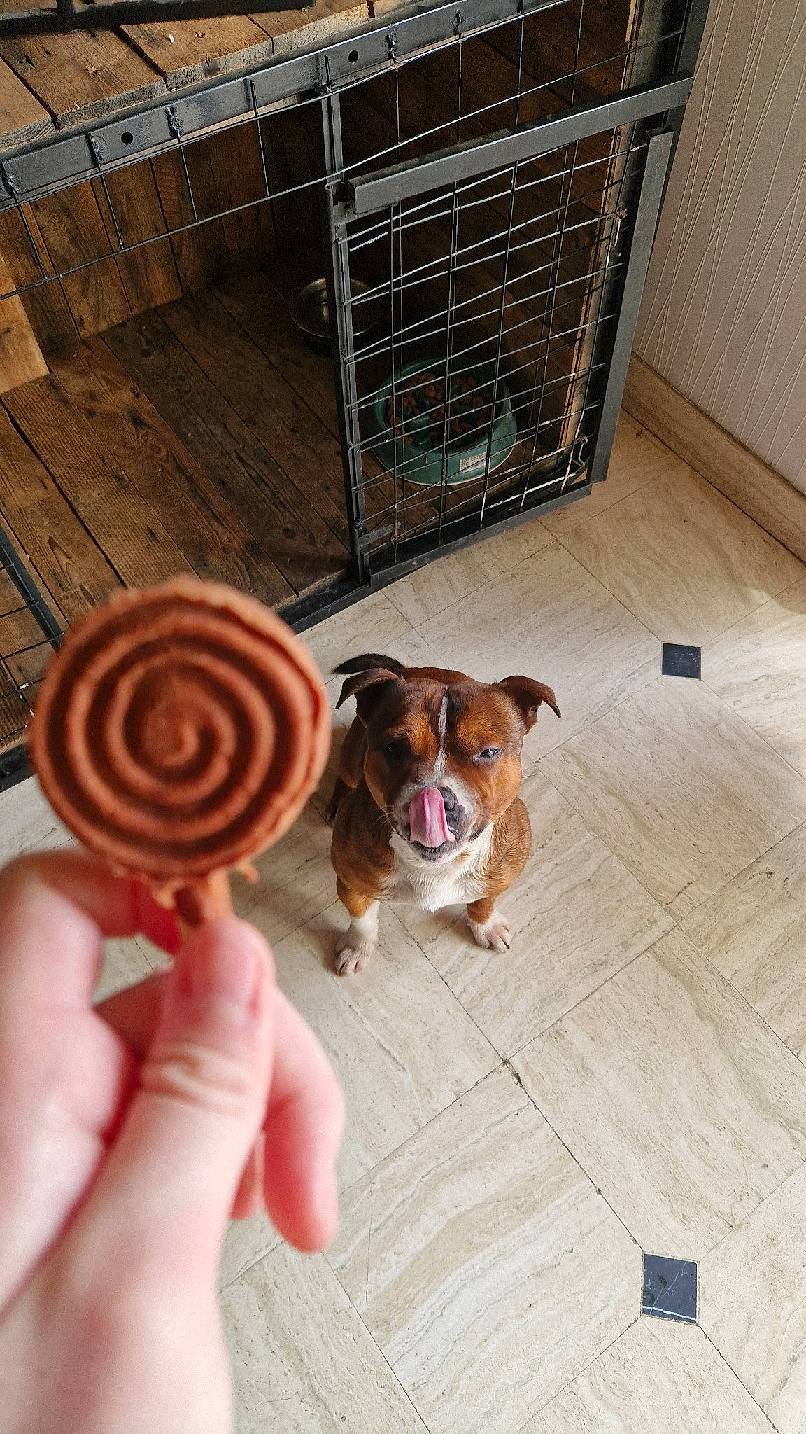 Saïko participe au concours pour gagner de l'argent avec cette photo : animal_shelter, carnivore, companion_dog, dog, dog_breed, dog_supply, fawn, fence, flooring, hardwood, nail, paw, pet_supply, spiral, sporting_group, tail, toy, toy_dog, wood, working_animal