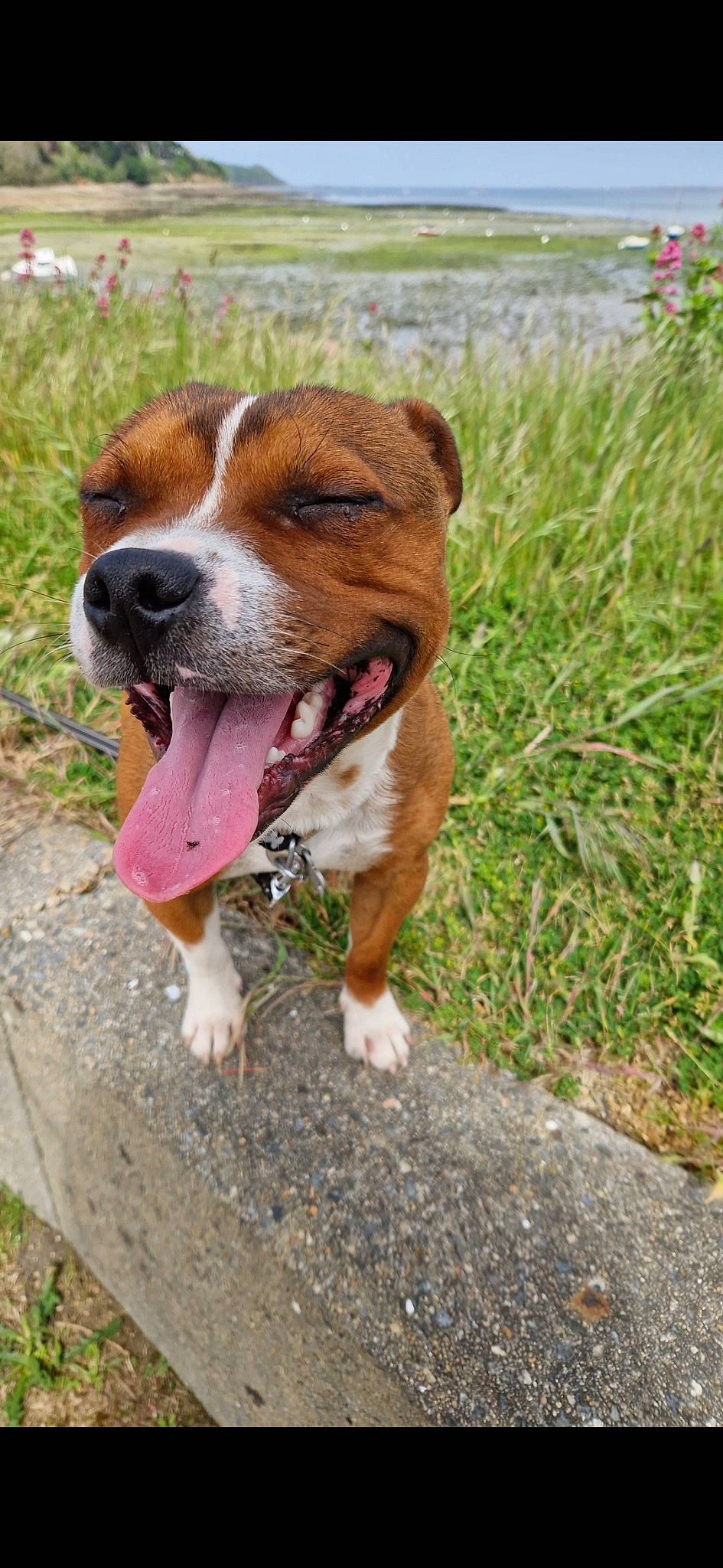 Saïko participe au concours pour gagner de l'argent avec cette photo : canidae, carnivore, collar, companion_dog, dog, dog_breed, dog_collar, fawn, grass, hunting_dog, liver, non_sporting_group, plant, sporting_group, terrestrial_animal, whiskers, working_animal, working_dog