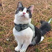 Tux joined the competition — help win amazing prizes! cat, black_and_white, animal, pet, outdoor, grass, pine_needles, harness, curious, sitting, nature, cute, whiskers, ears, tail, fur, eyes, portrait, daylight, mammal