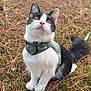cat, black_and_white, animal, pet, outdoor, grass, pine_needles, harness, curious, sitting, nature, cute, whiskers, ears, tail, fur, eyes, portrait, daylight, mammal