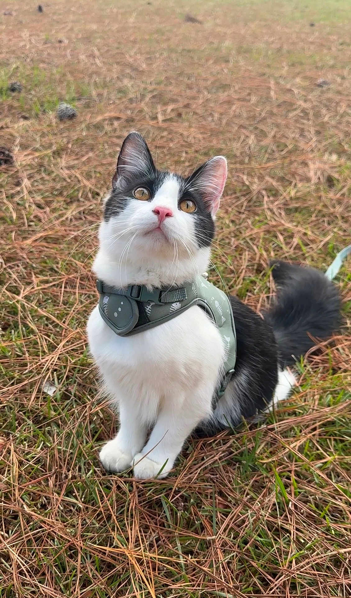 Tux joined the competition — help win amazing prizes! cat, black_and_white, animal, pet, outdoor, grass, pine_needles, harness, curious, sitting, nature, cute, whiskers, ears, tail, fur, eyes, portrait, daylight, mammal
