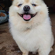 Moose is registered to the contest to win money with this photo: dog, white_dog, fluffy, happy, tongue_out, pet, animal, canine, smiling, fur, standing, cute, close_up, indoor, floor, paw, face, friendly, domestic_animal, companion