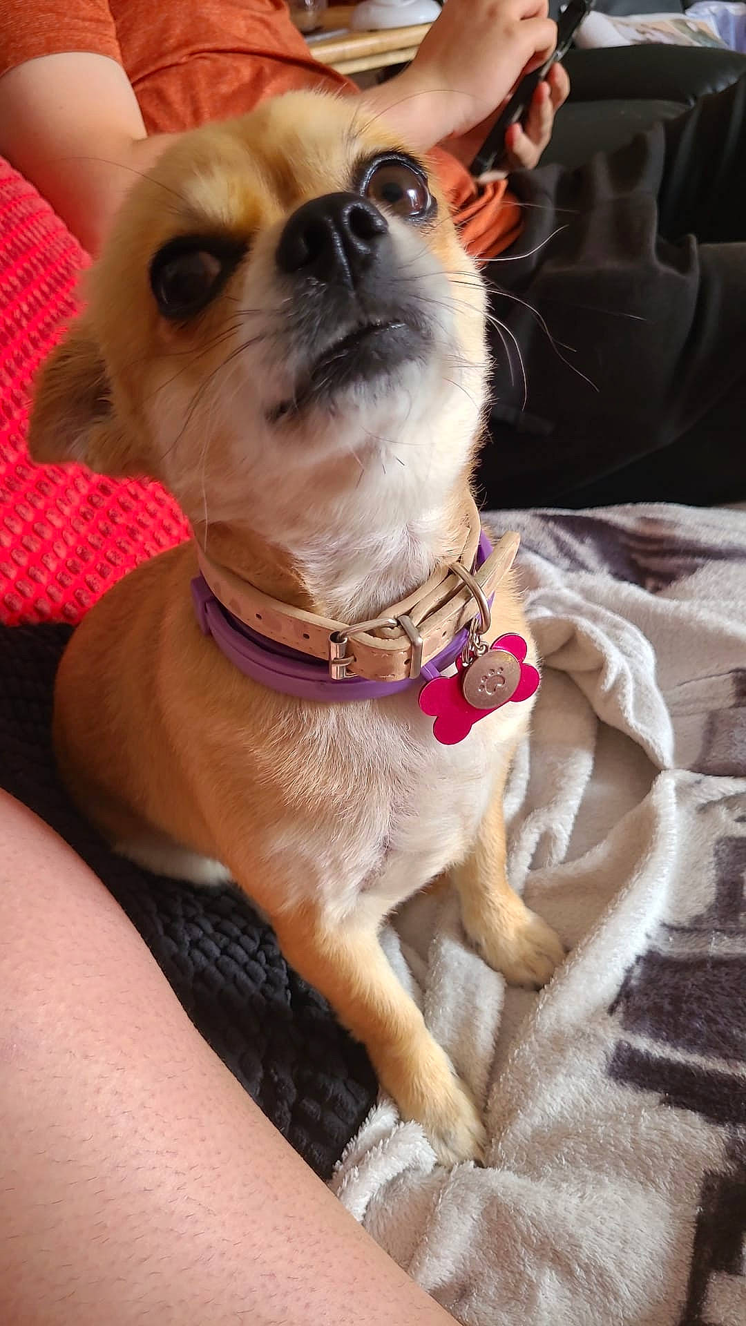 Lola is registered to the contest to win money with this photo: carnivore, chihuahua, collar, companion_dog, dog, dog_breed, dog_collar, dog_supply, ear, eyewear, fawn, leash, liver, pet_supply, snout, sporting_group, sunglasses, toy_dog, whiskers, working_animal