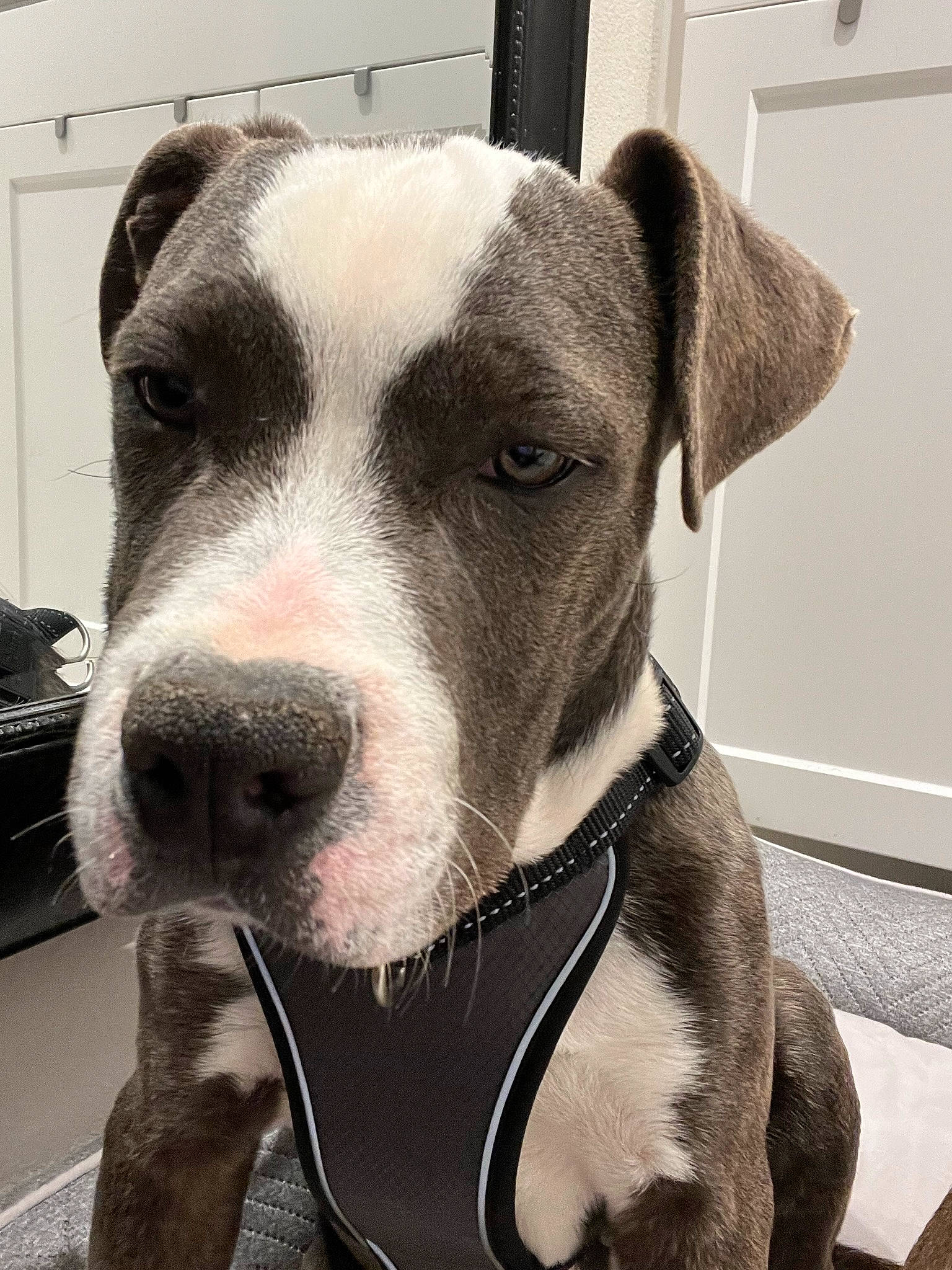 Roscoe joined the competition — help win amazing prizes! canidae, carnivore, collar, companion_dog, dog, dog_breed, dog_collar, dog_supply, fawn, fur, metal, monochrome_photography, non_sporting_group, pet_supply, selfie, sporting_group, tableware, terrestrial_animal, whiskers, working_animal