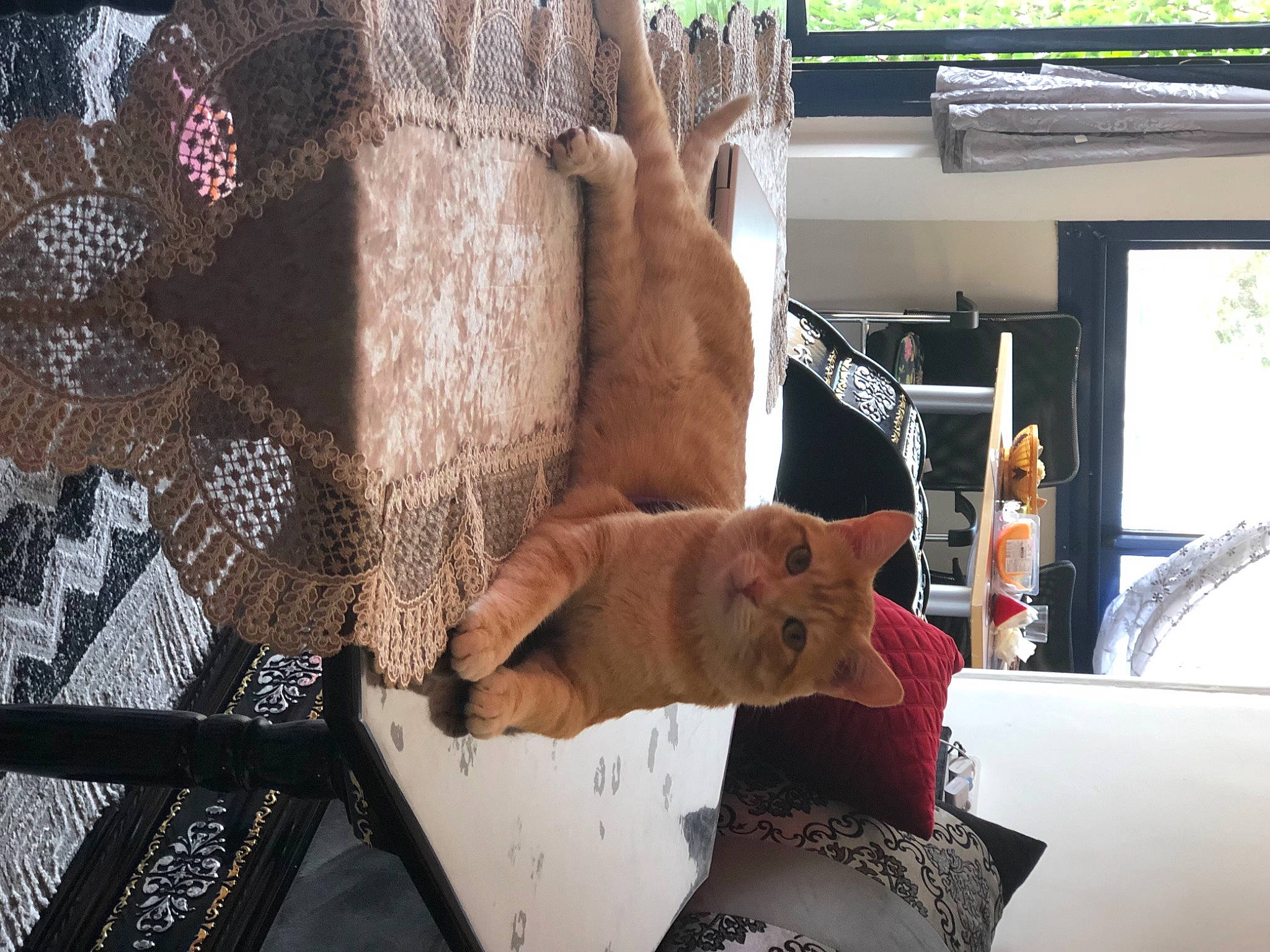 Cooki participe au concours pour gagner de l'argent avec cette photo : art, carnivore, comfort, companion_dog, domestic_short_haired_cat, fawn, felidae, fur, linens, pattern, room, small_to_medium_sized_cats, sporting_group, tablecloth, tail, whiskers, window, wood, wool, woven_fabric