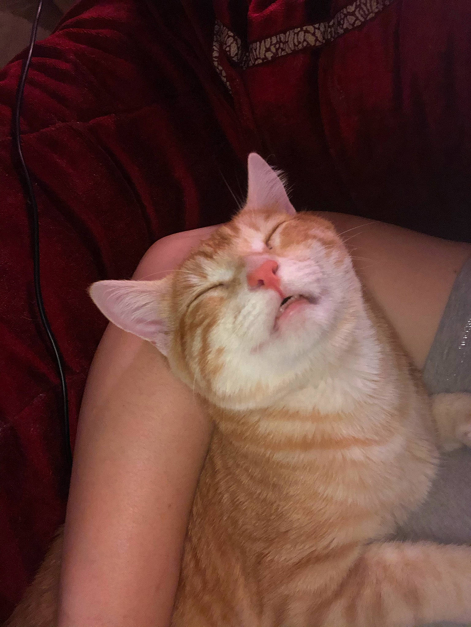 Cooki a rejoint le concours — aidez-le/la à gagner de superbes lots ! beard, carnivore, cat, comfort, ear, fawn, felidae, foot, fur, gesture, human_leg, jaw, mammal, nail, paw, small_to_medium_sized_cats, snout, tail, vertebrate, whiskers