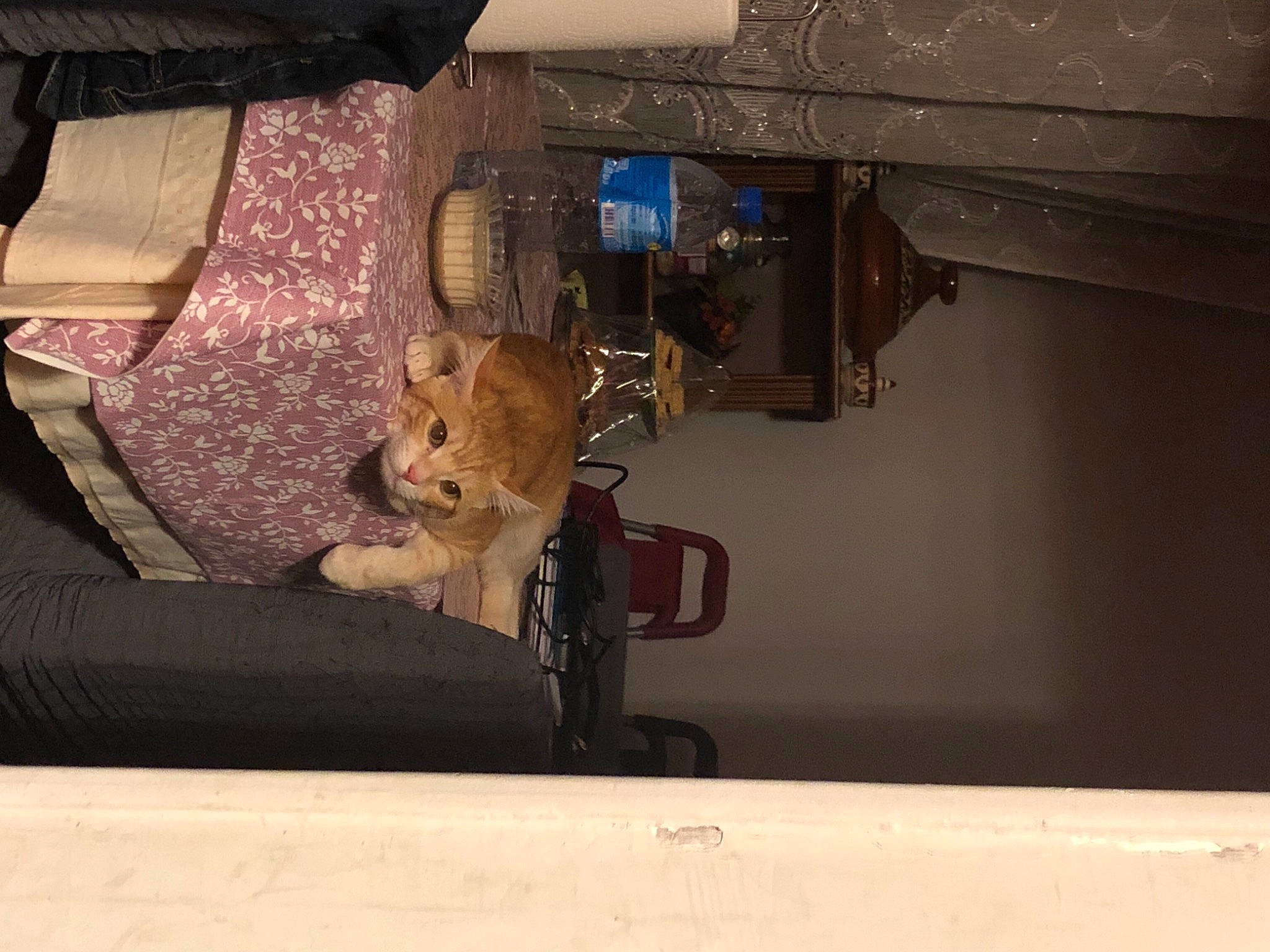 Cooki participe au concours pour gagner de l'argent avec cette photo : auto_part, automotive_exterior, bag, car_seat, carnivore, curtain, felidae, fur, gas, machine, metal, motor_vehicle, room, stuffed_toy, teddy_bear, tints_and_shades, toy, vehicle, vehicle_door, wood