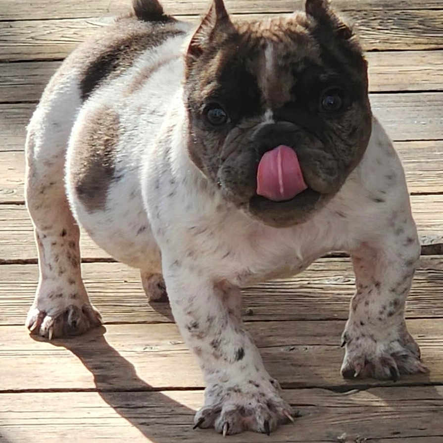 Bitcoin is registered to the contest to win money with this photo: animal, boardwalk, bodypart, bostonbull, boxer, bridge, bulldog, canine, dog, face, frenchbulldog, head, mouth, person, pet, photography, pitbull, portrait, puppy, tongue