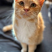 Pumpkin is registered to the contest to win money with this photo: cat, orange_cat, white_cat, pet, animal, feline, whiskers, ears, eyes, nose, fur, sitting, close_up, indoor, curious, cute, domestic_cat, looking_up, blurry_background, soft_light