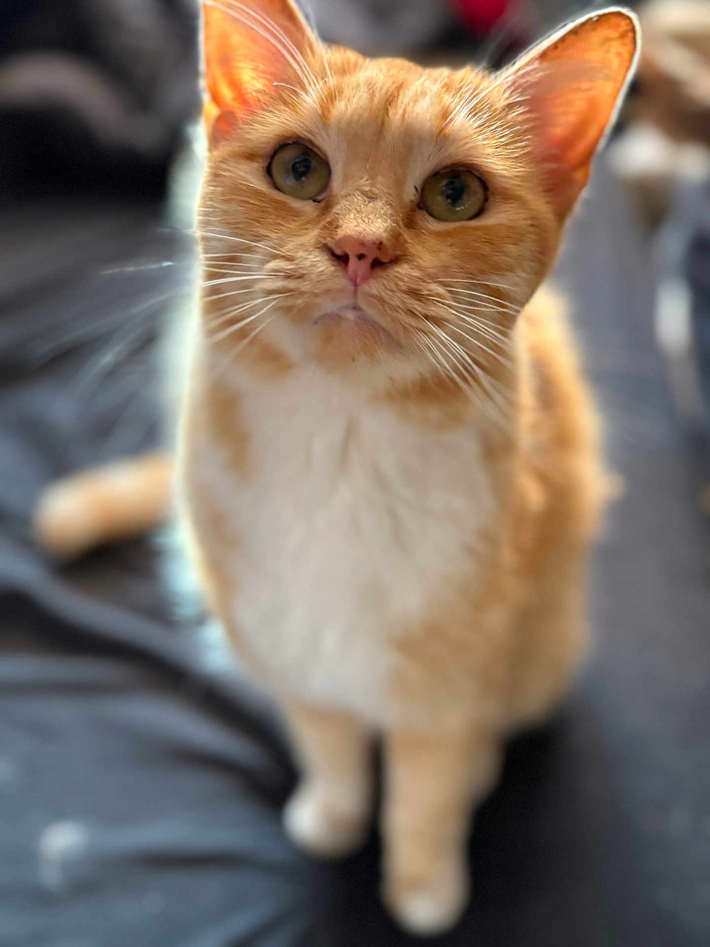 Pumpkin is registered to the contest to win money with this photo: cat, orange_cat, white_cat, pet, animal, feline, whiskers, ears, eyes, nose, fur, sitting, close_up, indoor, curious, cute, domestic_cat, looking_up, blurry_background, soft_light