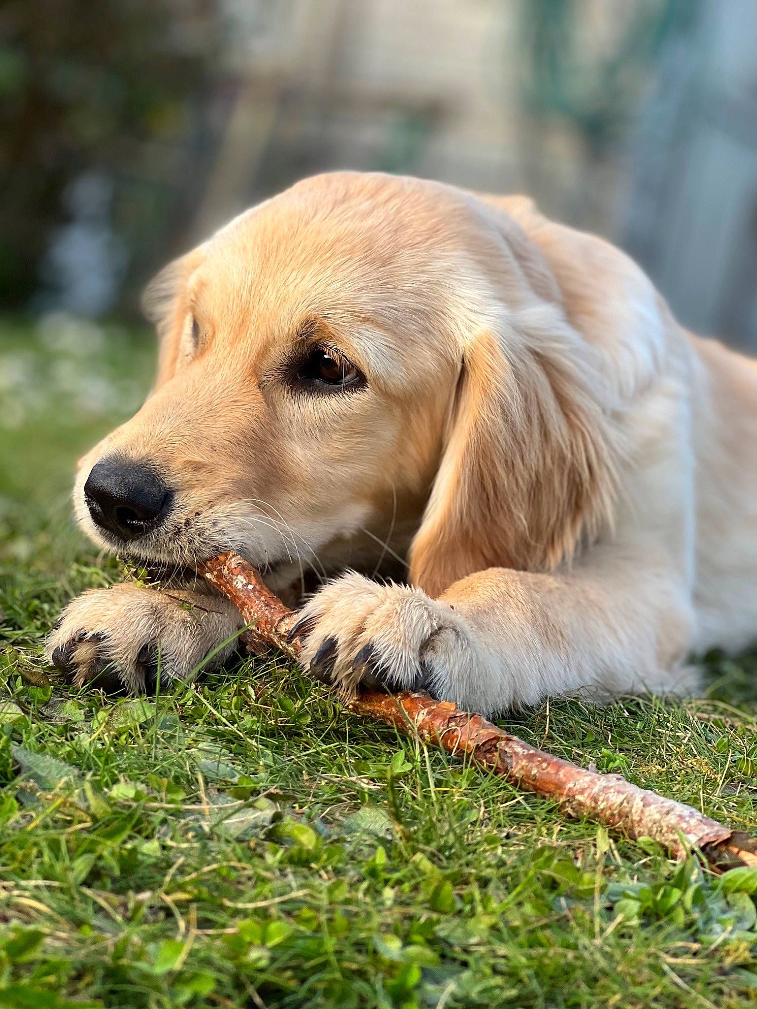 Skyla participe au concours pour gagner de l'argent avec cette photo : biting, canidae, carnivore, companion_dog, dog, dog_breed, fawn, golden_retriever, grass, gun_dog, hunting_dog, labrador_retriever, plant, retriever, snout, sporting_group, terrestrial_animal, tree, whiskers, wildlife