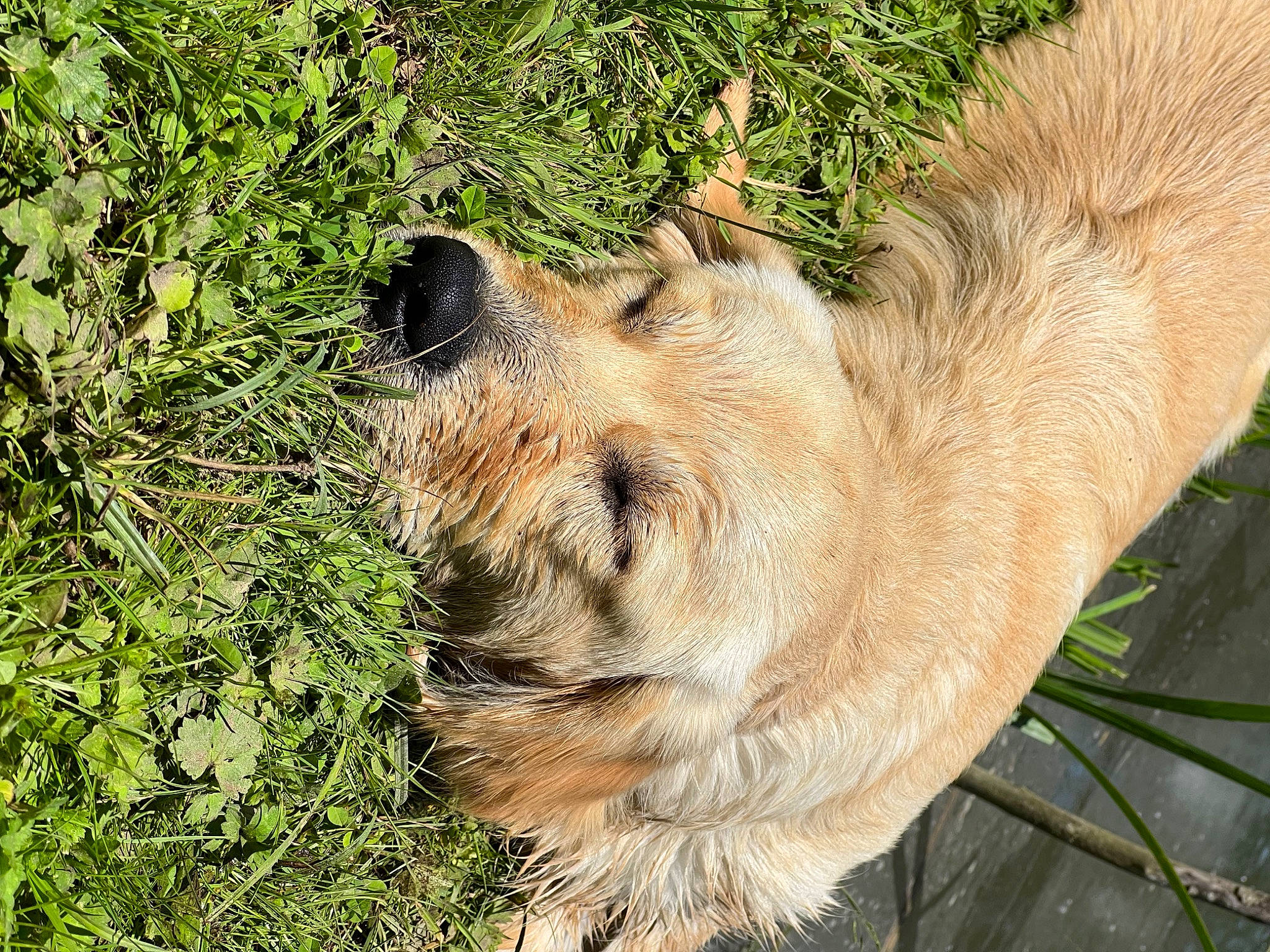 Skyla a rejoint le concours — aidez-le/la à gagner de superbes lots ! big_cats, canidae, carnivore, companion_dog, dog, dog_breed, fawn, felidae, fur, grass, lion, plant, prairie_dog, rodent, small_to_medium_sized_cats, snout, sporting_group, tail, terrestrial_animal, whiskers