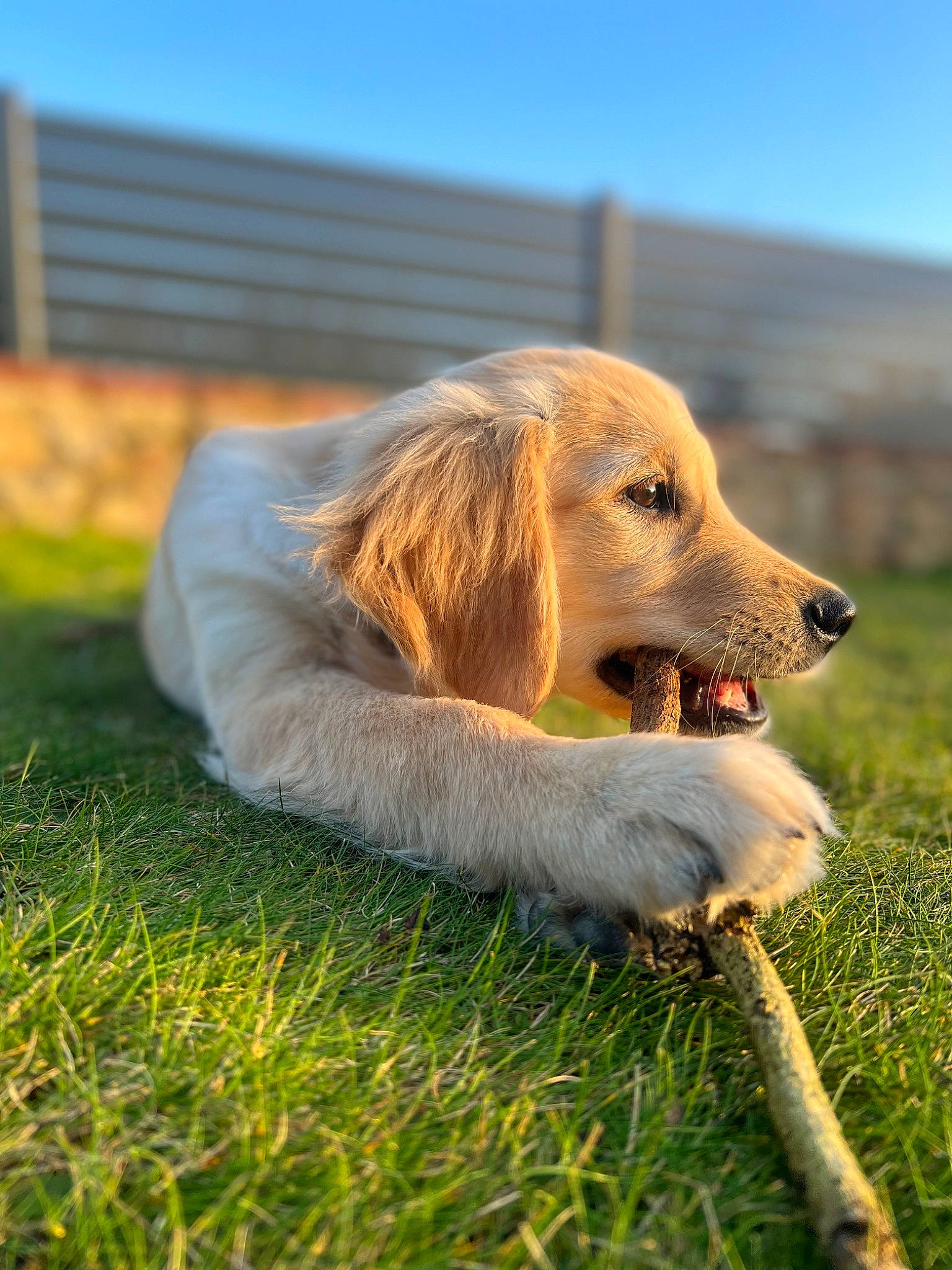 Skyla a rejoint le concours — aidez-le/la à gagner de superbes lots ! canidae, carnivore, companion_dog, dog, dog_breed, fawn, fur, grass, grassland, gun_dog, happy, leisure, people_in_nature, plant, retriever, sky, snout, sporting_group, whiskers, working_dog