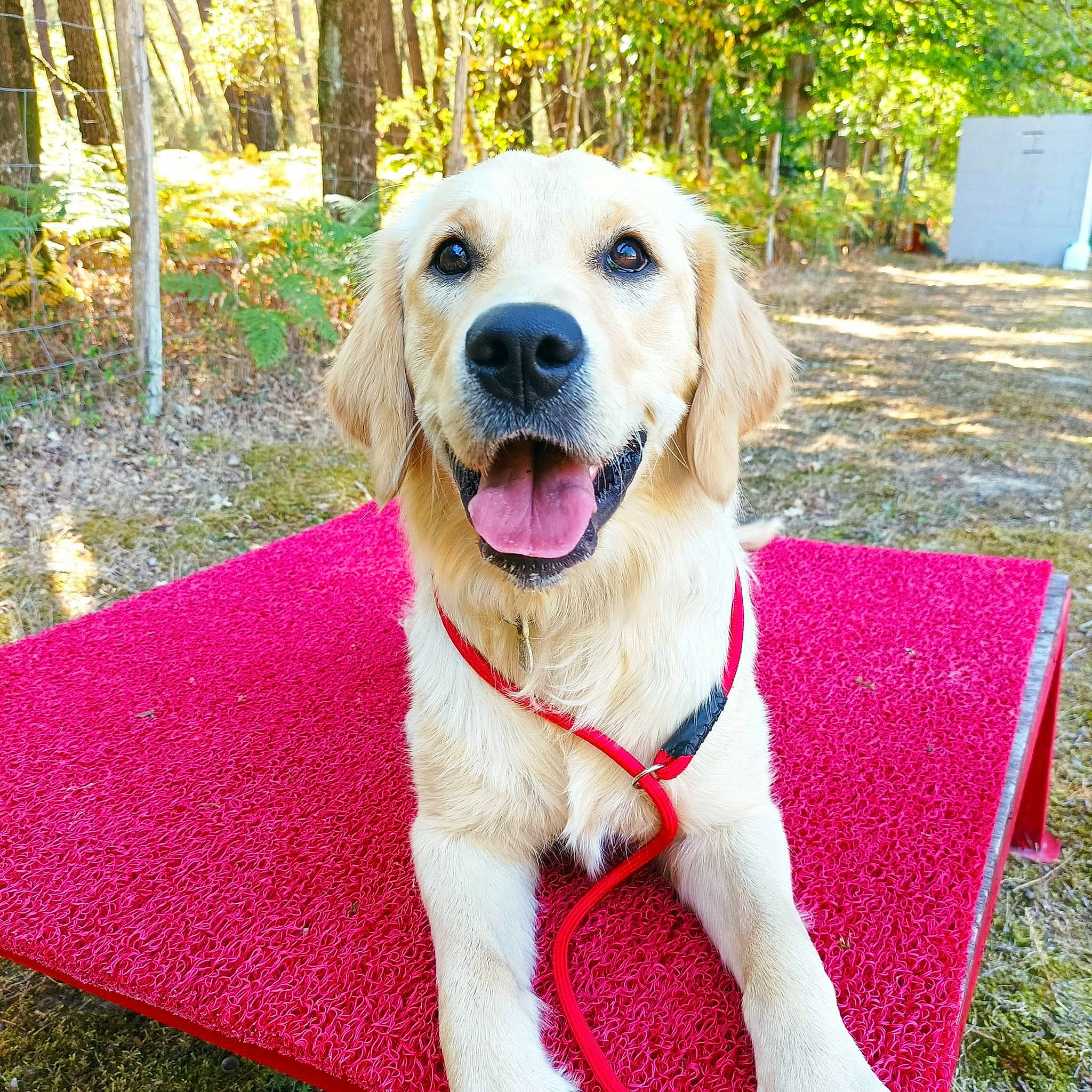 Skyla a rejoint le concours — aidez-le/la à gagner de superbes lots ! canidae, carnivore, collar, companion_dog, dog, dog_breed, dog_collar, dog_supply, fawn, grass, gun_dog, labrador_retriever, pet_supply, plant, retriever, snout, sporting_group, tail, tree, whiskers