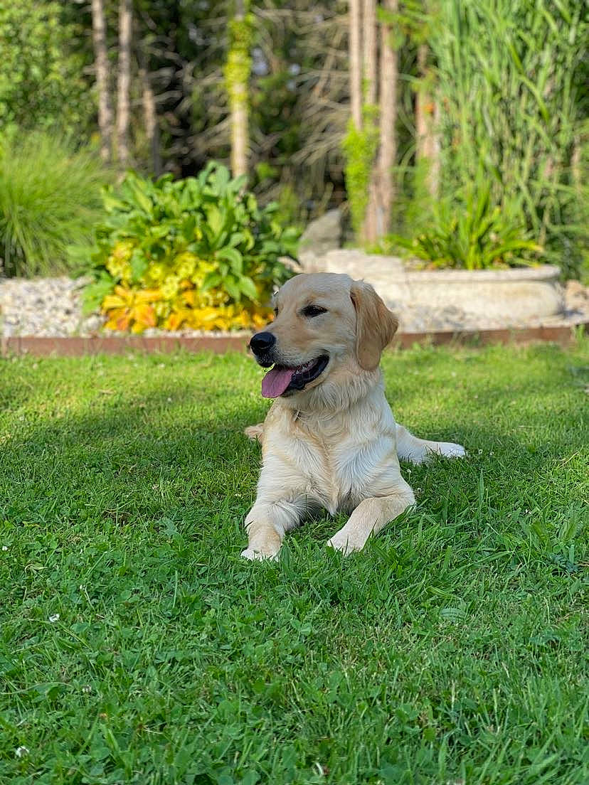 Skyla a rejoint le concours — aidez-le/la à gagner de superbes lots ! ball, canidae, carnivore, companion_dog, dog, dog_breed, fawn, golden_retriever, grass, groundcover, gun_dog, labrador_retriever, livestock_guardian_dog, plant, polish_tatra_sheepdog, retriever, snout, sporting_group, tail, tree