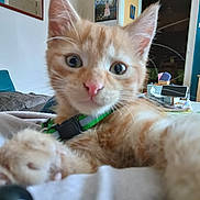 Bruno participe au concours pour gagner de l'argent avec cette photo : kitten, cat, orange_tabby, close_up, collar, indoor, living_room, couch, television, cushion, table, curious, pet, feline, whiskers, paw, home, cute, animal, portrait