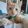 kitten, cat, orange_tabby, close_up, collar, indoor, living_room, couch, television, cushion, table, curious, pet, feline, whiskers, paw, home, cute, animal, portrait