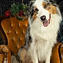 animal, australian_shepherd, berries, black, brown, chair, cute, dog, festive, fluffy, furniture, holiday_decor, indoor, pet, pine, portrait, smiling, tongue_out, vintage_furniture, white