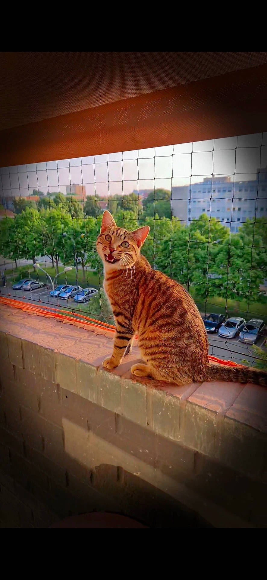 Escanor a rejoint le concours — aidez-le/la à gagner de superbes lots ! animal, balcony, brick_wall, building, cat, cute, daylight, expression, feline, nature, netting, outdoor, parked_cars, pet, sitting, sunlight, tabby_cat, trees, urban, window