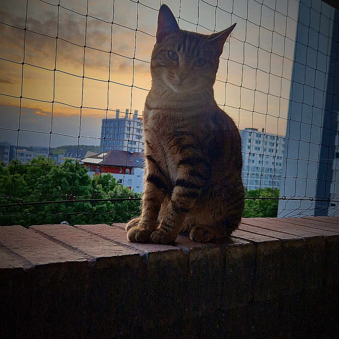 Escanor participe au concours pour gagner de l'argent avec cette photo : animal, brick, building, calm, cat, cityscape, evening, feline, ledges, nature, netting, outdoor, pet, quiet, silhouette, sitting, sky, sunset, tabby, urban