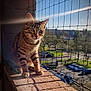 Escanor a rejoint le concours — aidez-le/la à gagner de superbes lots ! animal, balcony, blue_sky, brick, cat, cityscape, closeup, curious, daylight, feline, nature, netting, outdoor, parked_cars, pet, shadow, sunlight, tabby_cat, urban, window