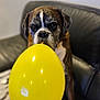 Neo participe au concours pour gagner de l'argent avec cette photo : dog, balloon, yellow_balloon, brindle_dog, couch, blanket, indoor, pet, playing, sitting, animal, cute, face, snout, ears, fur, paws, home, relaxing, closeup
