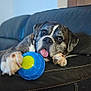 Neo participe au concours pour gagner de l'argent avec cette photo : dog, playing, ball, paw, tongue, couch, leather, living_room, pet, cute, relaxed, indoor, furniture, animal, canine, household, toy, brown, white, black