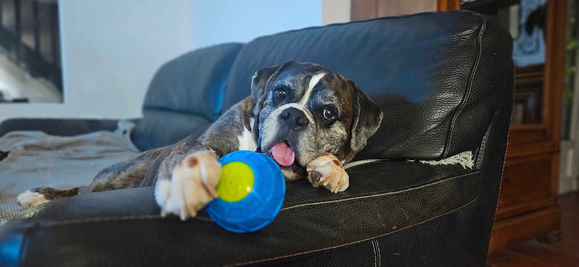 Neo participe au concours pour gagner de l'argent avec cette photo : dog, playing, ball, paw, tongue, couch, leather, living_room, pet, cute, relaxed, indoor, furniture, animal, canine, household, toy, brown, white, black