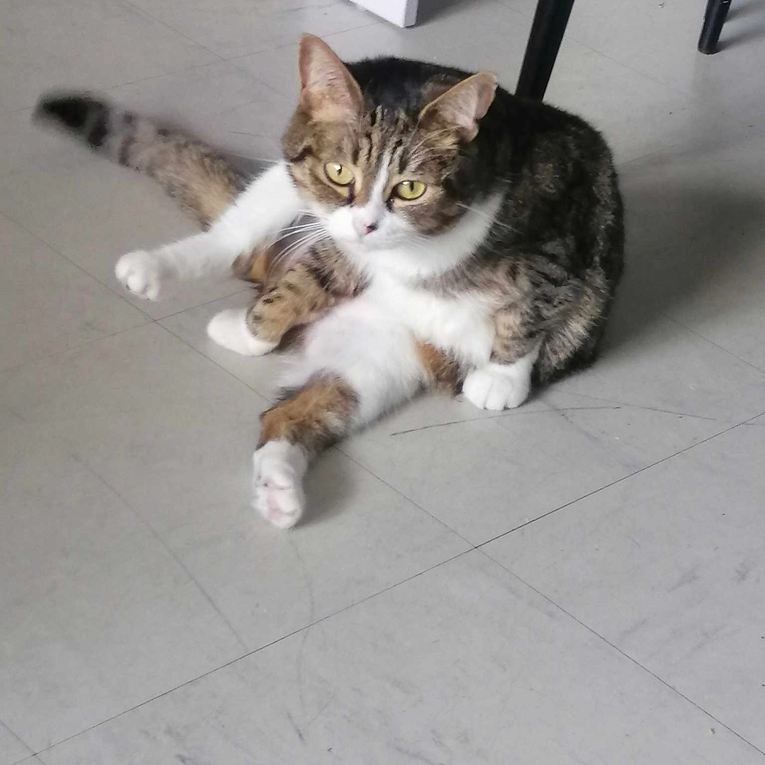 Tigresse
