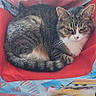 cat, tabby_cat, chair, childrens_furniture, indoor, pet, animal, resting, curled_up, colorful, fabric, cartoon_characters, disney_cars, wooden_leg, feline, cute, domestic_cat, relaxed, seat, home