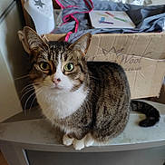 Tigresse participe au concours pour gagner de l'argent avec cette photo : cat, tabby, green_eyes, indoor, curious, pet, animal, feline, box, cardboard, fabric, drawing, tv_set, clutter, sitting, looking_at_camera, whiskers, ears, paws, household