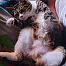 cat, tabby_cat, pet, sleeping, relaxed, indoor, blanket, colorful, fur, paw, person, leg, skin, couch, resting, cozy, feline, cute, domestic_animal, comfort