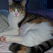 Bear is registered to the contest to win money with this photo: cat, feline, pet, animal, tabby, white_fur, striped_tail, pink_nose, paw, whiskers, bed, blanket, resting, indoor, cozy, relaxed, sleepy_eyes, soft_texture, domestic, cute