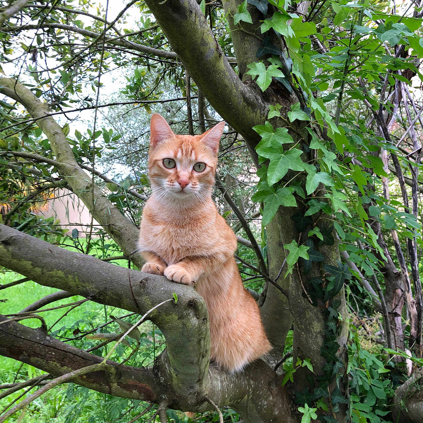 Praline participe au concours pour gagner de l'argent avec cette photo : animal, bark, branch, cat, curious, daylight, feline, forest, greenery, ivy, leaves, mammal, nature, orange_cat, outdoor, perched, pet, plant, tree, wildlife