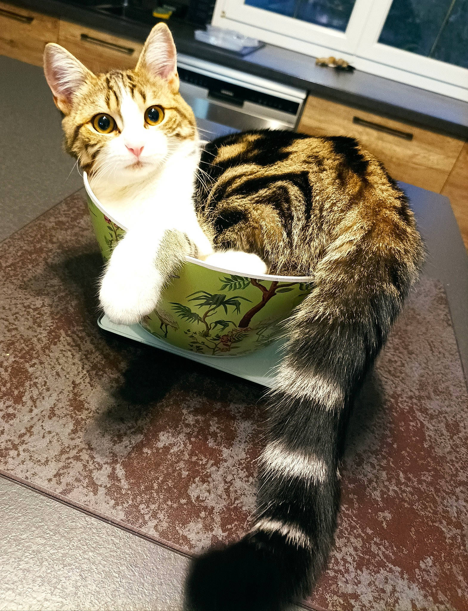 Sushie participe au concours pour gagner de l'argent avec cette photo : carnivore, cat, claw, domestic_short_haired_cat, felidae, flooring, fur, grass, paw, sitting, small_to_medium_sized_cats, snout, tail, terrestrial_animal, tree, vertebrate, whiskers