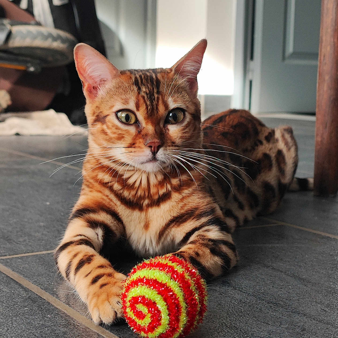 Ulysse participe au concours pour gagner de l'argent avec cette photo : animal, ball, bengal_cat, cat, closeup, domestic, ears, eyes, feline, floor, indoor, natural_light, paws, pet, playful, relaxed, striped, tile_floor, toy, whiskers