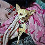Mia joined the competition — help win amazing prizes! dog, chihuahua, blanket, pink, red, cozy, pet, small_dog, fur, collar, indoor, cute, animal, snuggled, resting, eyes, ears, paw, fabric, texture